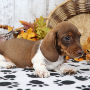 Dachshund Puppy Dynamite