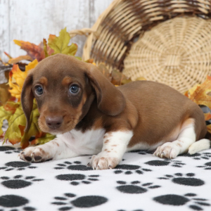 Dachshund Puppy Dynamite