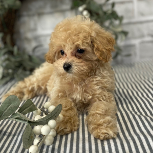 Maltipoo Puppy Swagger