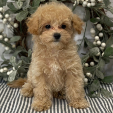 Maltipoo Puppy Swagger