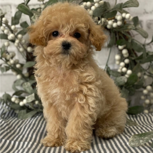 Maltipoo Puppy Swagger