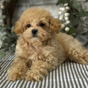 Maltipoo Puppy Swagger