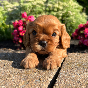 Cavalier King Charles Spaniel Puppy Hayes