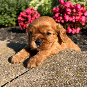 Cavalier King Charles Spaniel Puppy Hayes