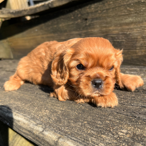 Cavalier King Charles Spaniel Puppy Hayes
