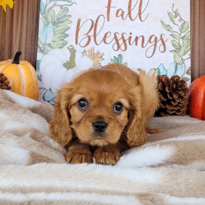 Cavalier King Charles Spaniel Puppy Hayes