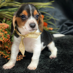 Beagle Puppy Summerset