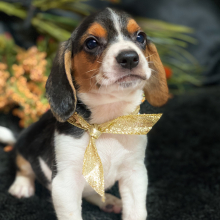 Beagle Puppy Summerset