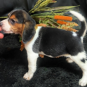 Beagle Puppy Summerset