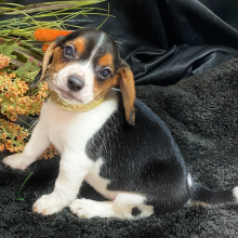 Beagle Puppy Summerset
