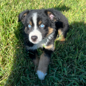 Australian Shepherd Puppy Mr Bear