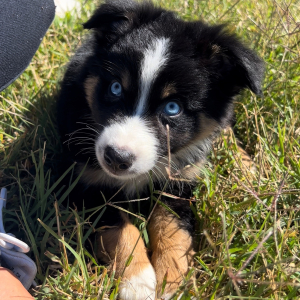 Australian Shepherd Puppy Mr Bear