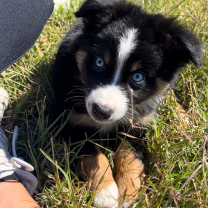 Australian Shepherd Puppy Mr Bear