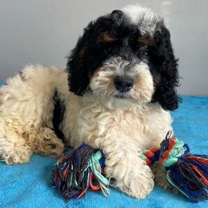 Poodle Puppy Shiloh