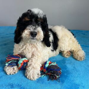 Poodle Puppy Shiloh