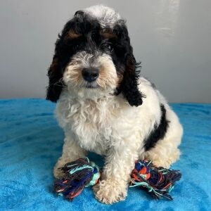 Poodle Puppy Shiloh