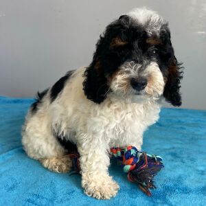 Poodle Puppy Shiloh