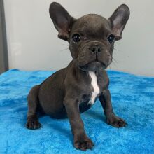 French Bulldog Puppy Pen