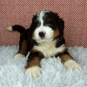Bernedoodle Puppy Hazel