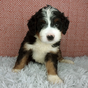 Bernedoodle Puppy Hazel
