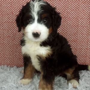 Bernedoodle Puppy Hazel