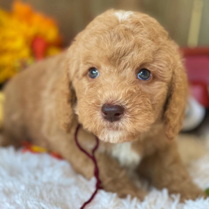 Labradoodle Puppy Gus