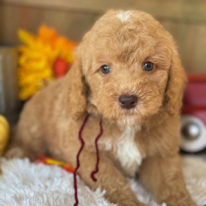 Labradoodle Puppy Gus