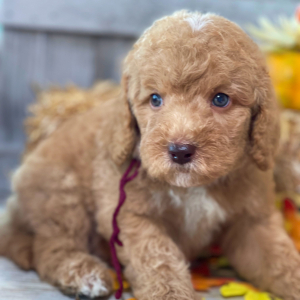 Labradoodle Puppy Gus