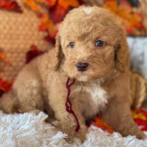 Labradoodle Puppy Gus
