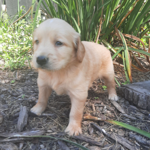 Golden Retriever Puppy Luke