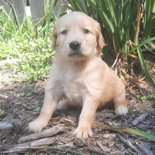 Golden Retriever Puppy Luke