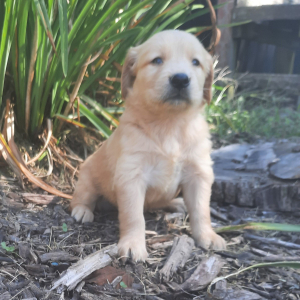 Golden Retriever Puppy Luke