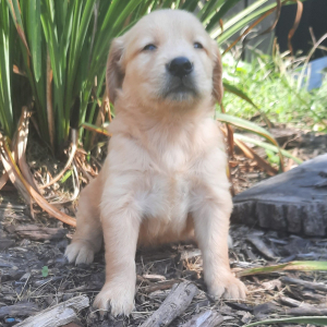 Golden Retriever Puppy Luke