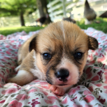 Pembroke Welsh Corgi Puppy Lopsy