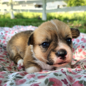 Pembroke Welsh Corgi Puppy Lopsy