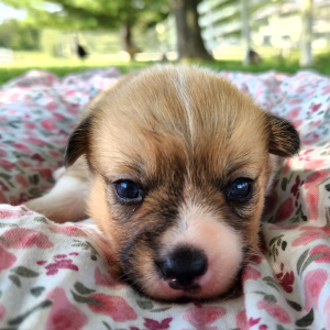 Pembroke Welsh Corgi Puppy Lopsy