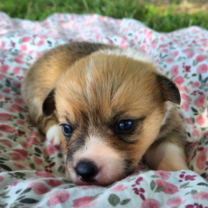 Pembroke Welsh Corgi Puppy Lopsy