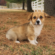 Pembroke Welsh Corgi Puppy Lopsy