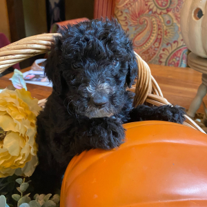 Goldendoodle Puppy Linus