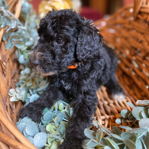 Goldendoodle Puppy Linus