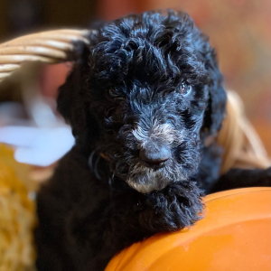 Goldendoodle Puppy Linus