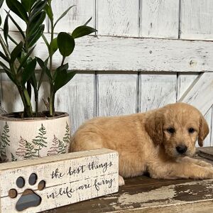 Labradoodle Puppy Poppy