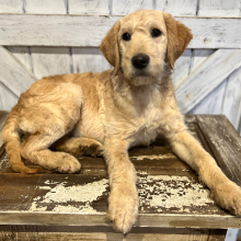 Labradoodle Puppy Poppy