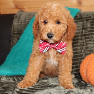 Goldendoodle Puppy Mickey