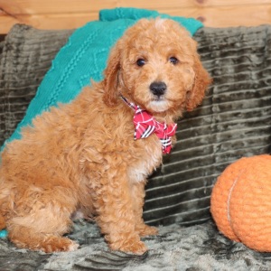 Goldendoodle Puppy Mickey