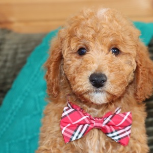Goldendoodle Puppy Mickey