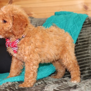 Goldendoodle Puppy Mickey