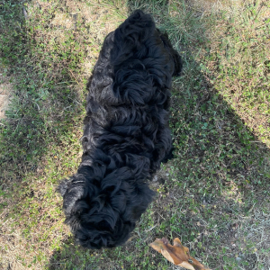 Maltipoo Puppy Midnight