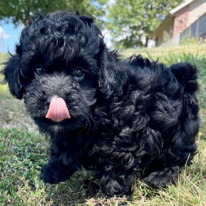 Maltipoo Puppy Midnight