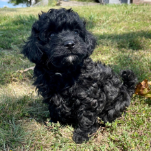 Maltipoo Puppy Midnight